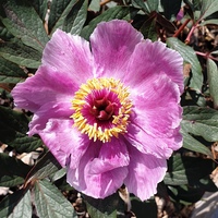 Paeonia cambessedesii